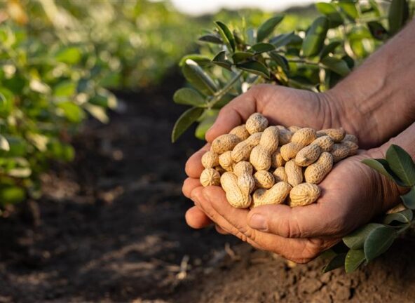 Mars rusza z globalnym planem „Protect the Peanut” – walka o przyszłość orzeszków ziemnych