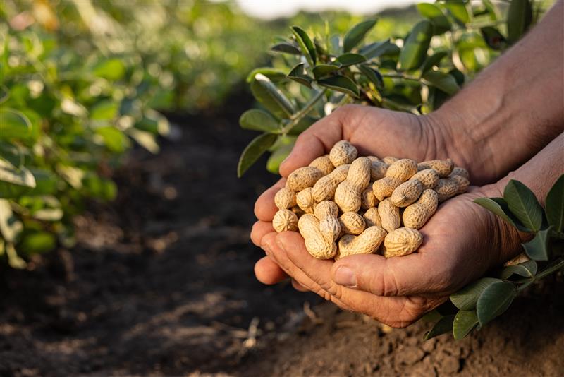 Mars rusza z globalnym planem „Protect the Peanut” – walka o przyszłość orzeszków ziemnych