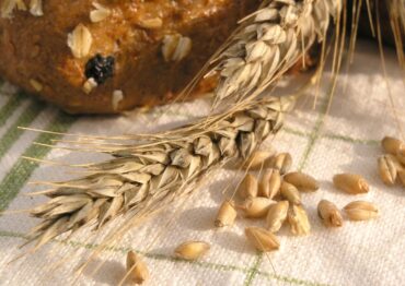 Prognozy: Wyższe zbiory pszenicy, kukurydzy i ryżu w 2025 r. na świecie