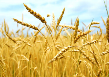 FAO: Produkcja zbóż w Unii Europejskiej w 2025 roku ma wzrosnąć