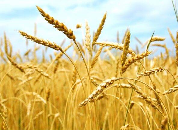 FAO: Produkcja zbóż w Unii Europejskiej w 2025 roku ma wzrosnąć