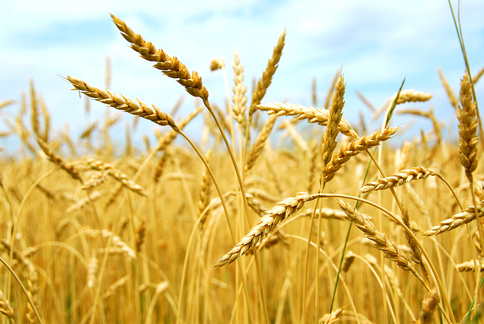 FAO: Produkcja zbóż w Unii Europejskiej w 2025 roku ma wzrosnąć