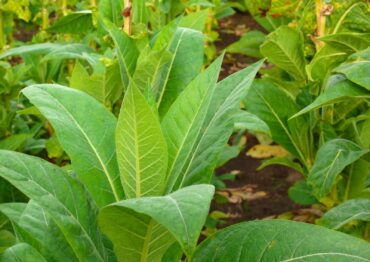 Polscy plantatorzy tytoniu protestują przeciwko planom WHO i UE