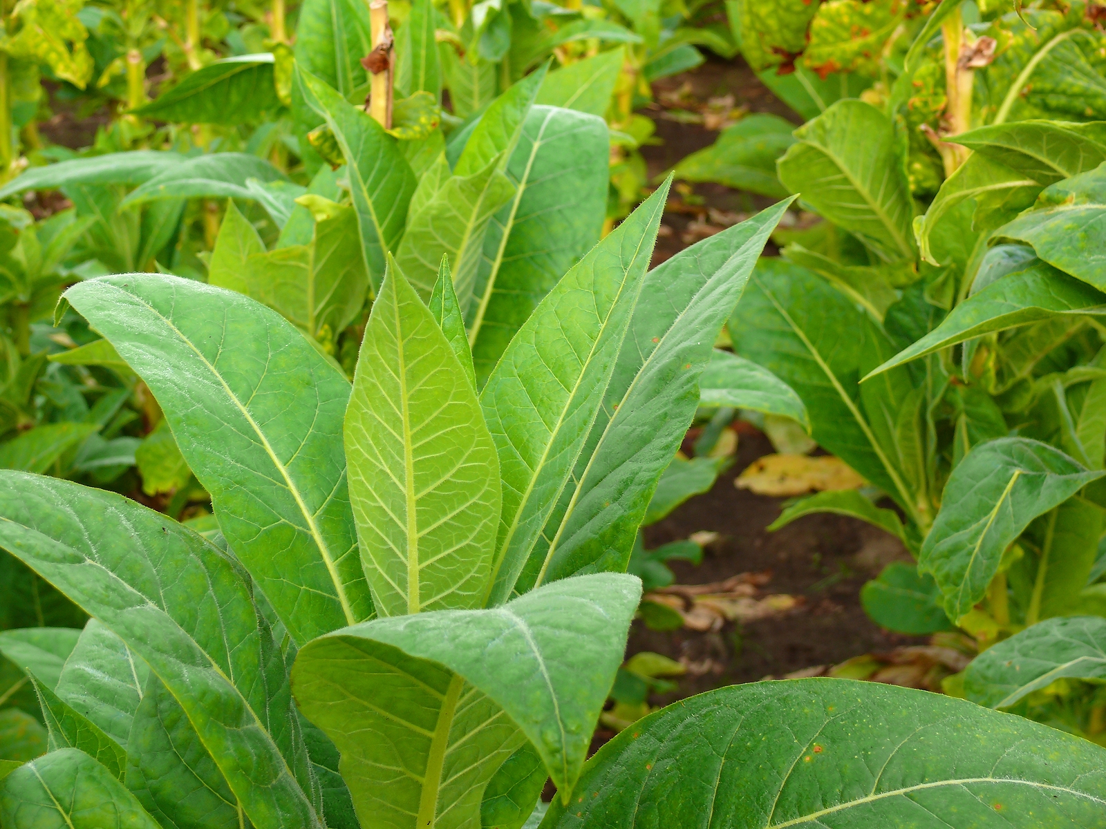Polscy plantatorzy tytoniu protestują przeciwko planom WHO i UE