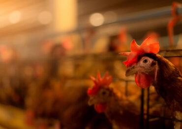 Ognisko choroby Newcastle w Małopolsce. Apel o zgłaszanie stad drobiu