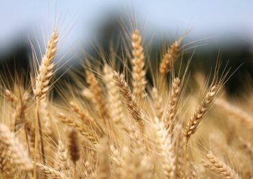 KE prognozuje stabilną produkcję zbóż w UE w 2026 roku