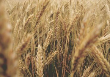 MRiRW: Koordynacja działań na rzecz eksportu zbóż