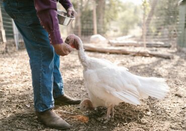 Grypa ptaków uderzyła w fermy na Lubelszczyźnie. Ponad 47,5 tys. sztuk drobiu zagrożonych