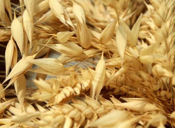 FAO: Rekordowe zbiory zbóż i rosnące zapasy