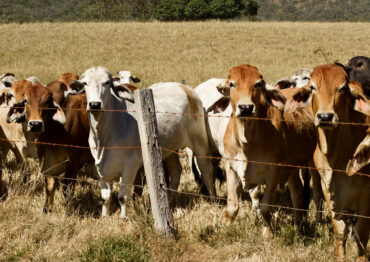 Umowa handlowa UE-Australia zagrożeniem dla krajowego sektora wołowiny