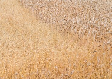 Problemy producentów roślinnych mogą odbić się na branży spożywczej