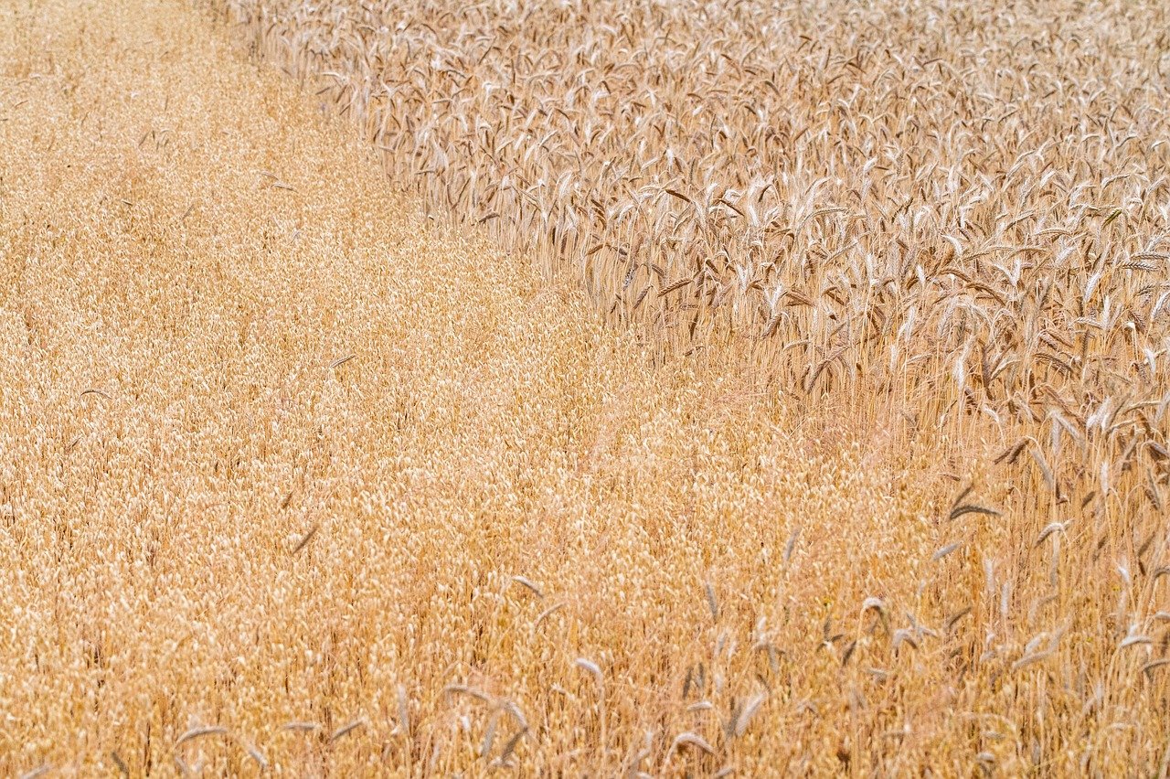 Problemy producentów roślinnych mogą odbić się na branży spożywczej