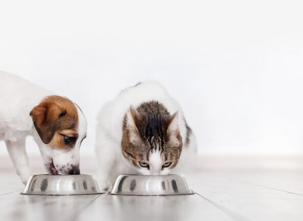 Coraz bardziej świadomi właściciele napędzają rynek karm dla psów i kotów