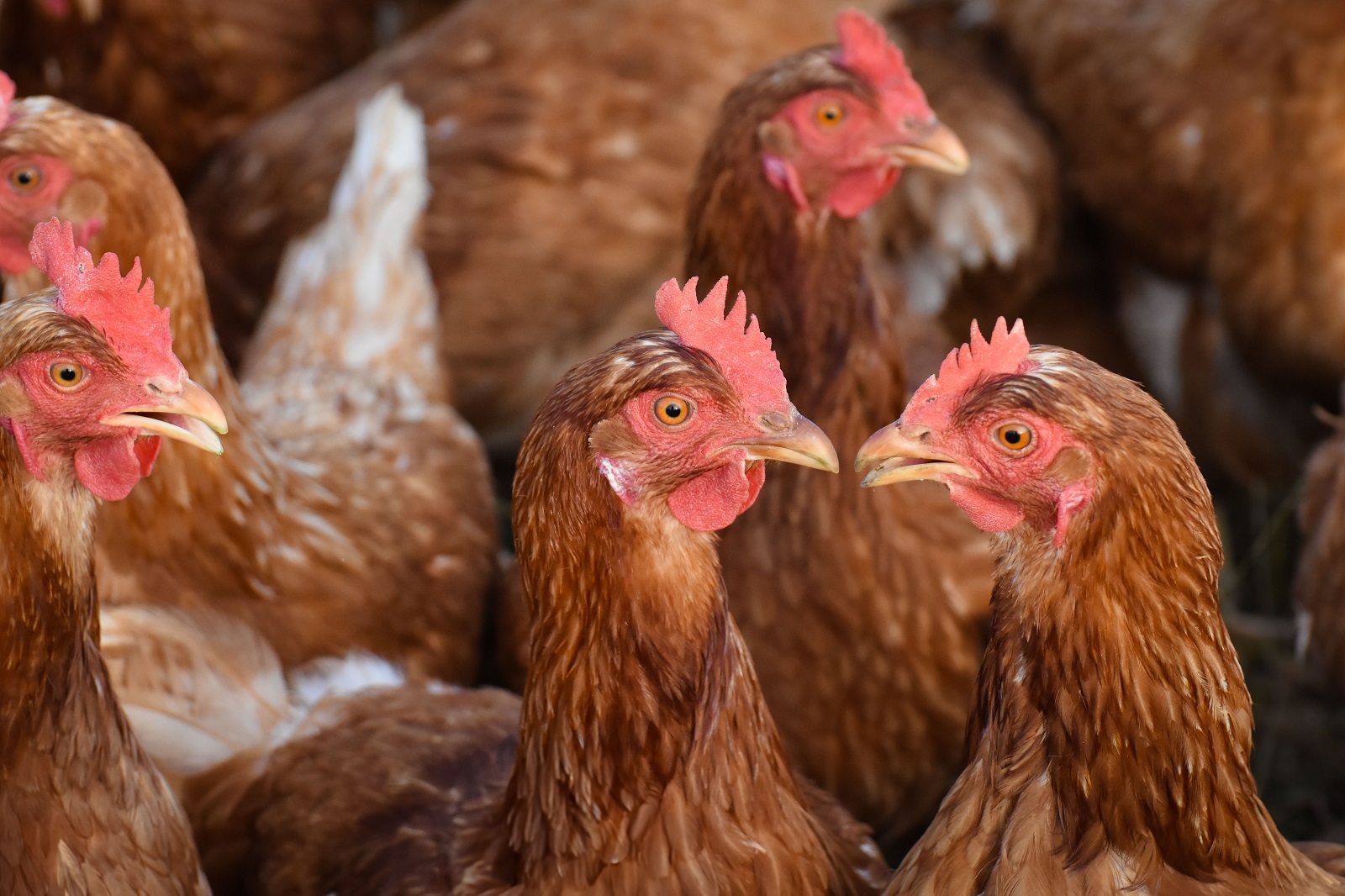 Planowane przez UE przepisy zmienią warunki produkcji drobiu