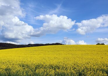 Niedobór rzepaku uderza w polską branżę olejarską